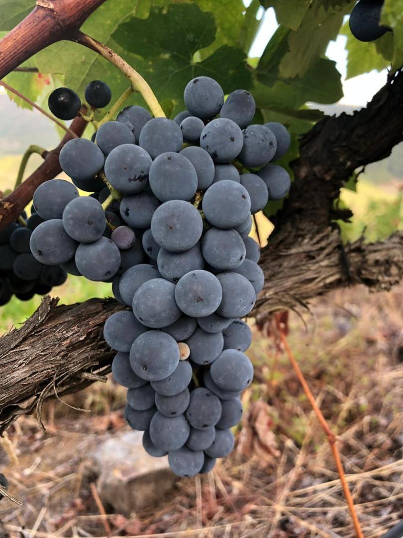 Quinta Da Penada - Vineyard & Winery - Suite 3 Chaves Ngoại thất bức ảnh