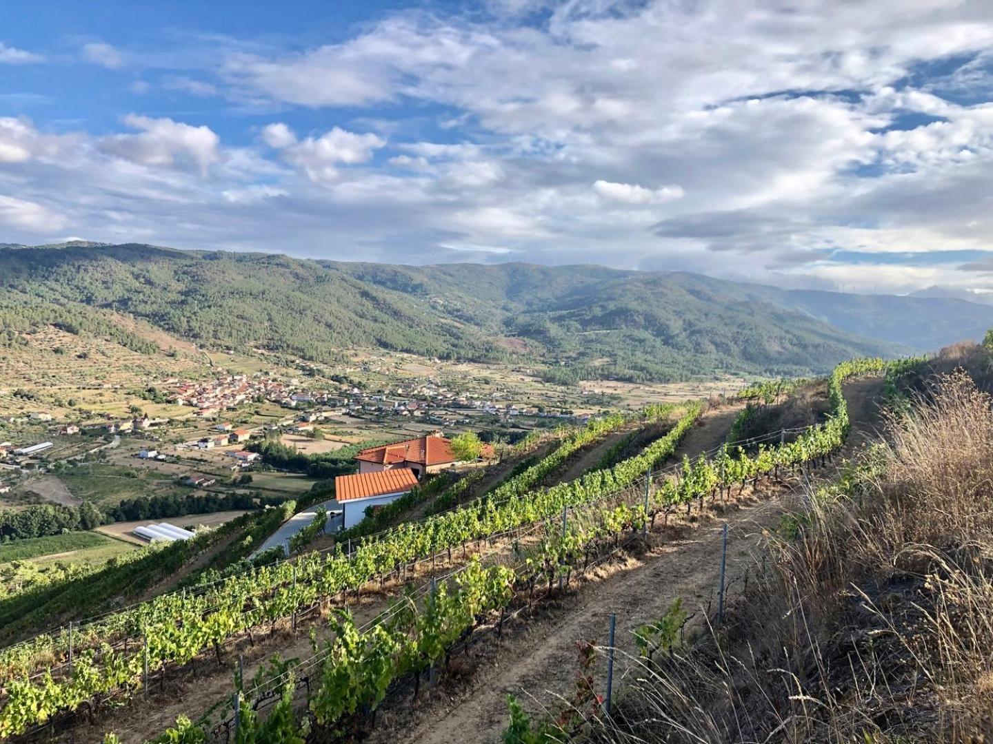 Quinta Da Penada - Vineyard & Winery - Suite 3 Chaves Ngoại thất bức ảnh